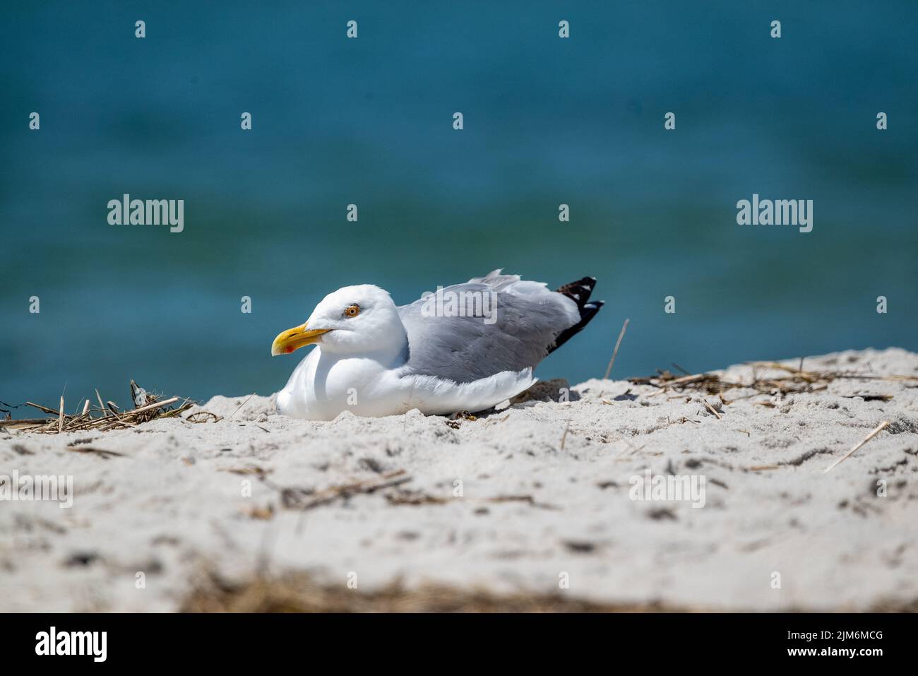 Seagull on Hardings Beach Stock Photo
