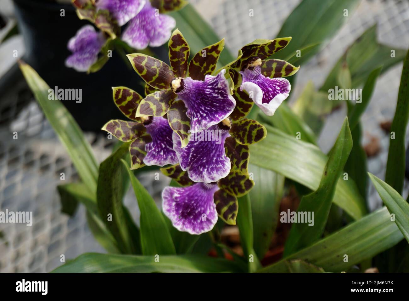 A closeup shot of beautiful purple zygopetalum flowers on the background of green leaves Stock Photo