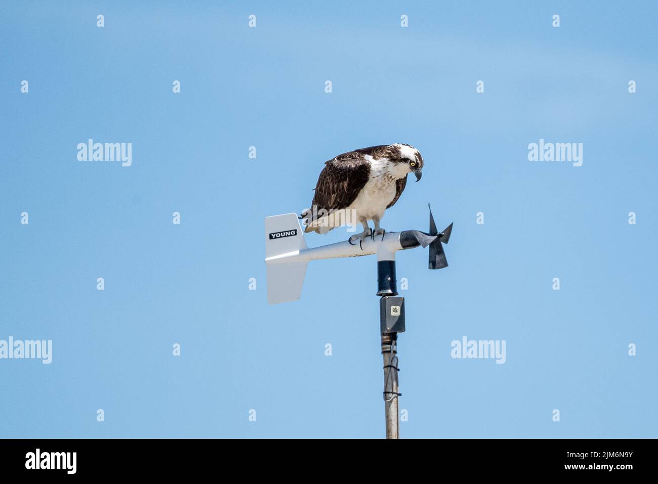 Osprey in Cape Cod Stock Photo