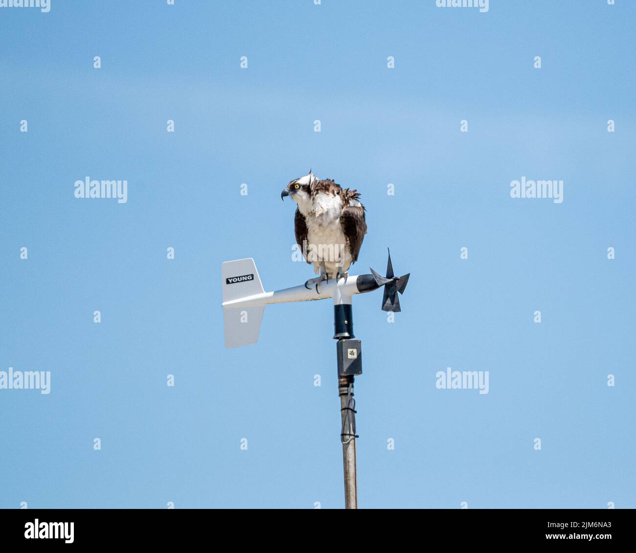 Osprey in Cape Cod Stock Photo