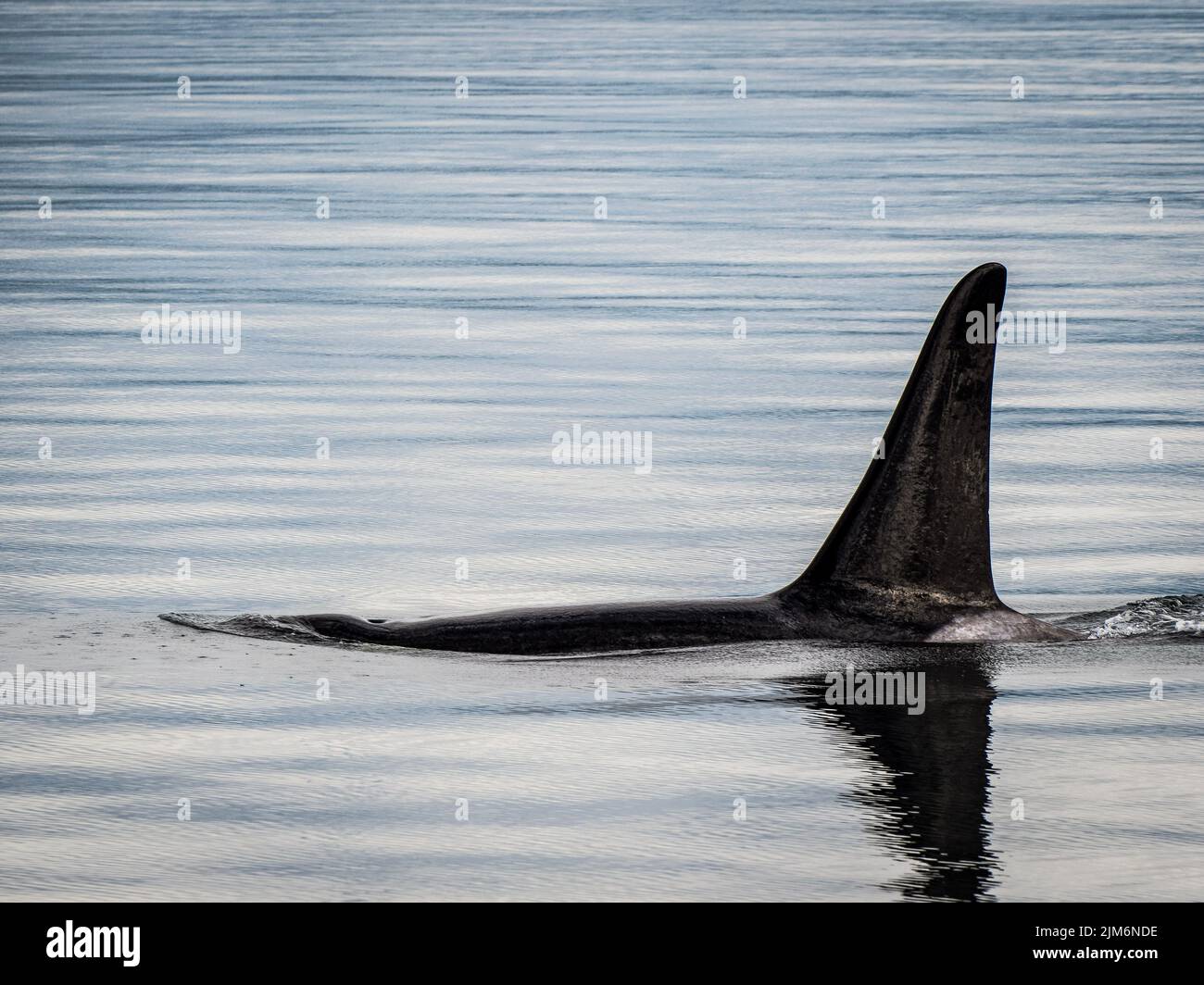 Whale closeup hi-res stock photography and images - Alamy