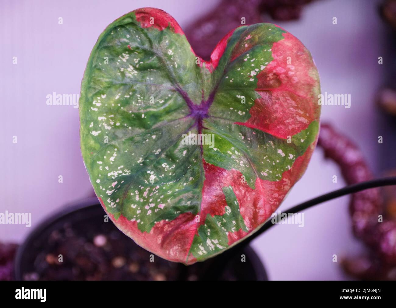 Caladium hi-res stock photography and images - Page 10 - Alamy