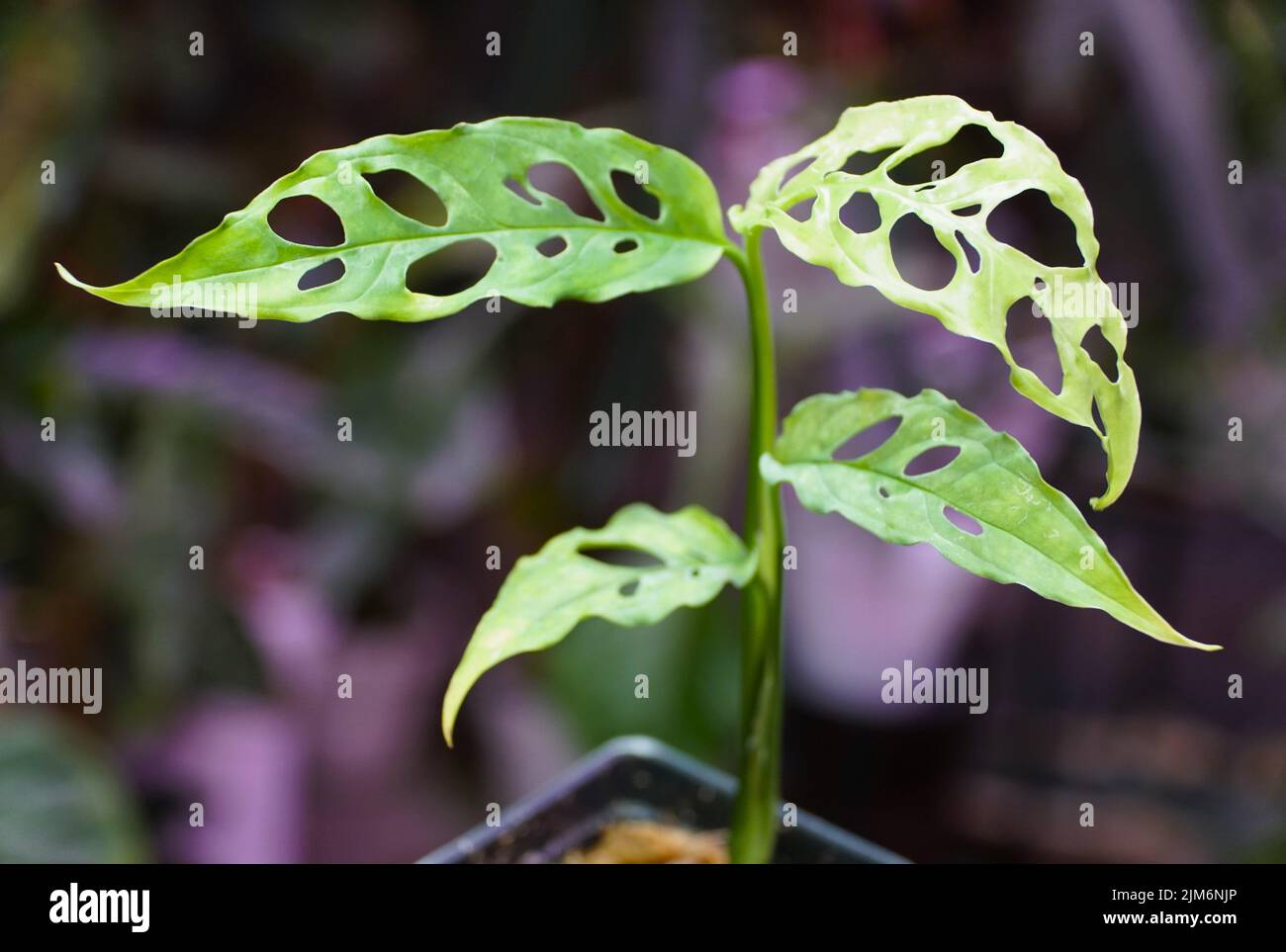 philodendron temperature Philodendron Variegated Pedatum – VORA + VINE main image 0