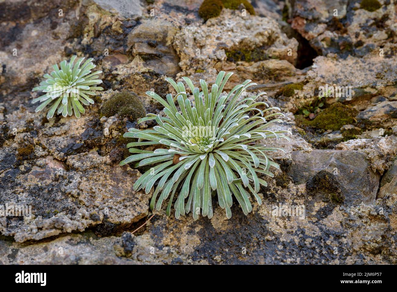 Encrusted Saxifrage plant (Saxifraga longifolia) on a cliff near the Baells reservoir (Berguedà, Barcelona, Catalonia, Spain) Stock Photo