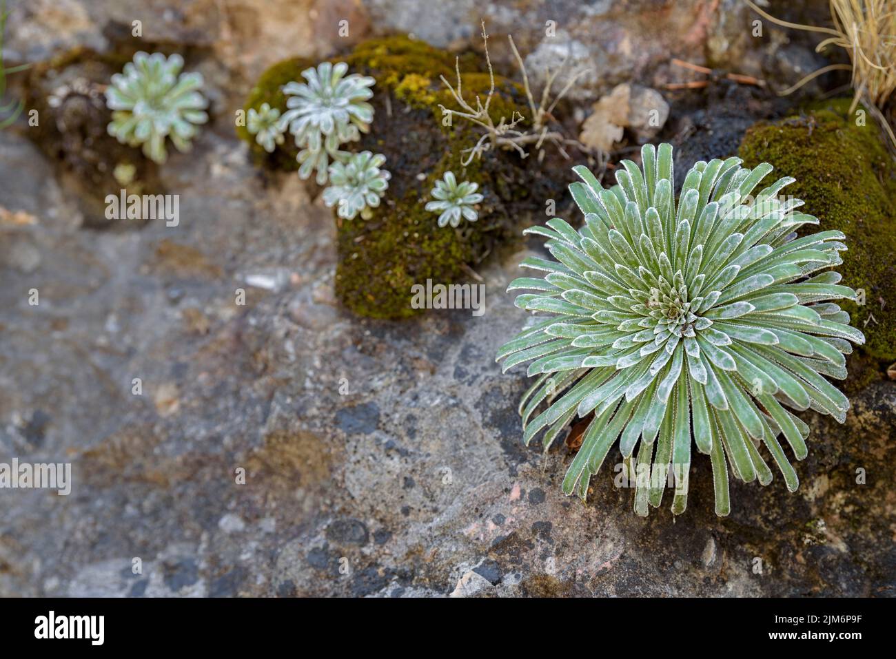 Encrusted Saxifrage plant (Saxifraga longifolia) on a cliff near the Baells reservoir (Berguedà, Barcelona, Catalonia, Spain) Stock Photo