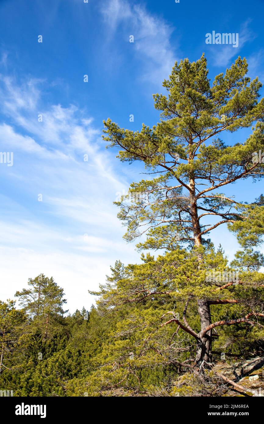 A natural view of tall trees in a forest under a wispy blue sky Stock ...