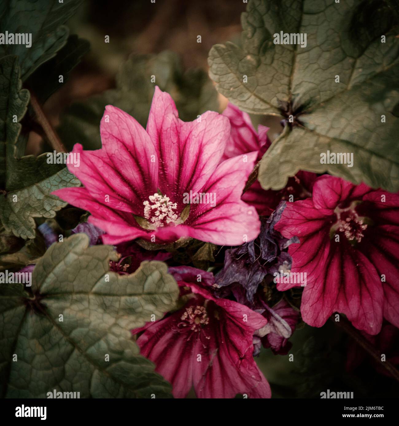 Small flowers hi-res stock photography and images - Alamy
