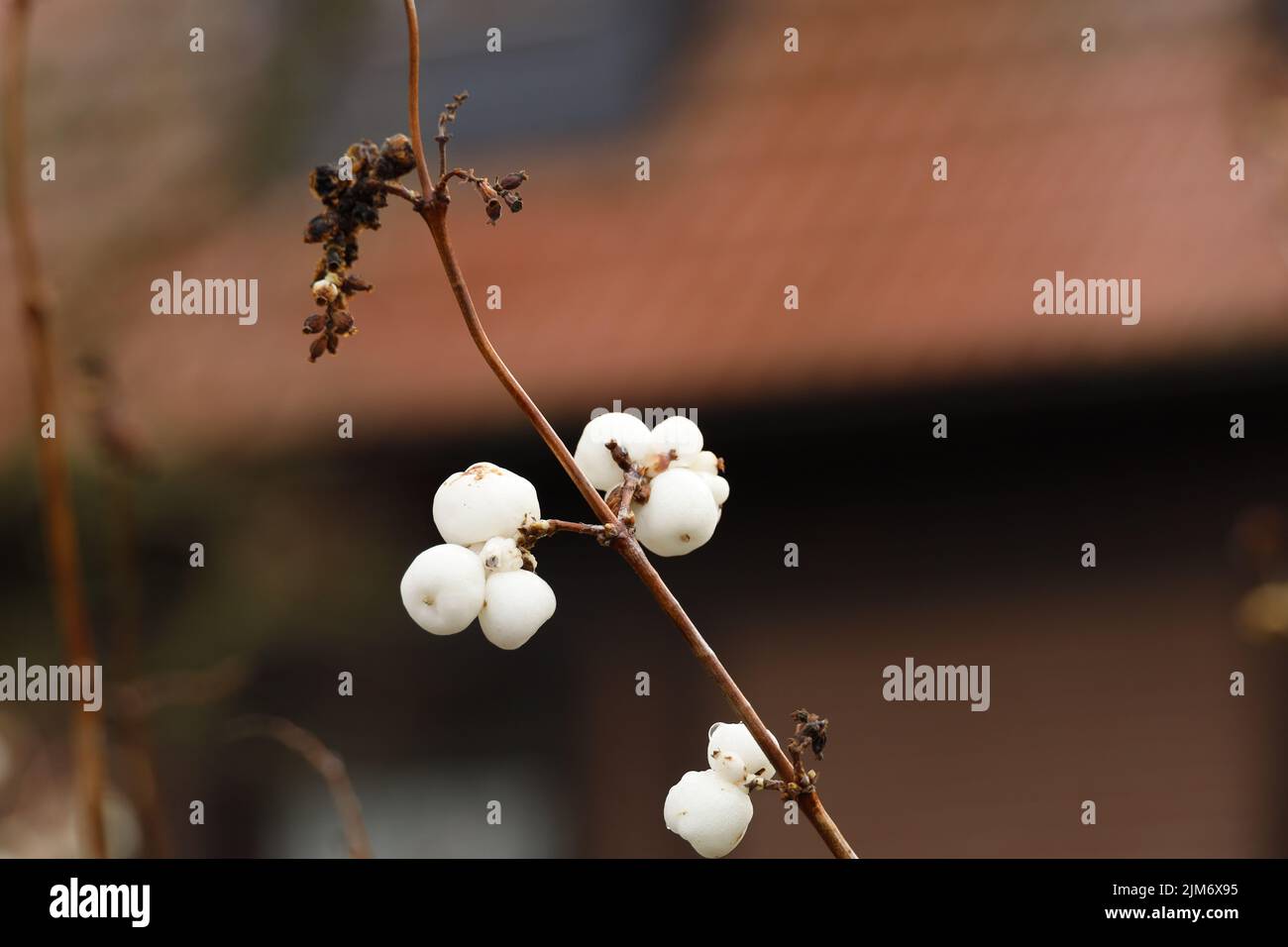 A closeup of Common white snowberry flowers Stock Photo