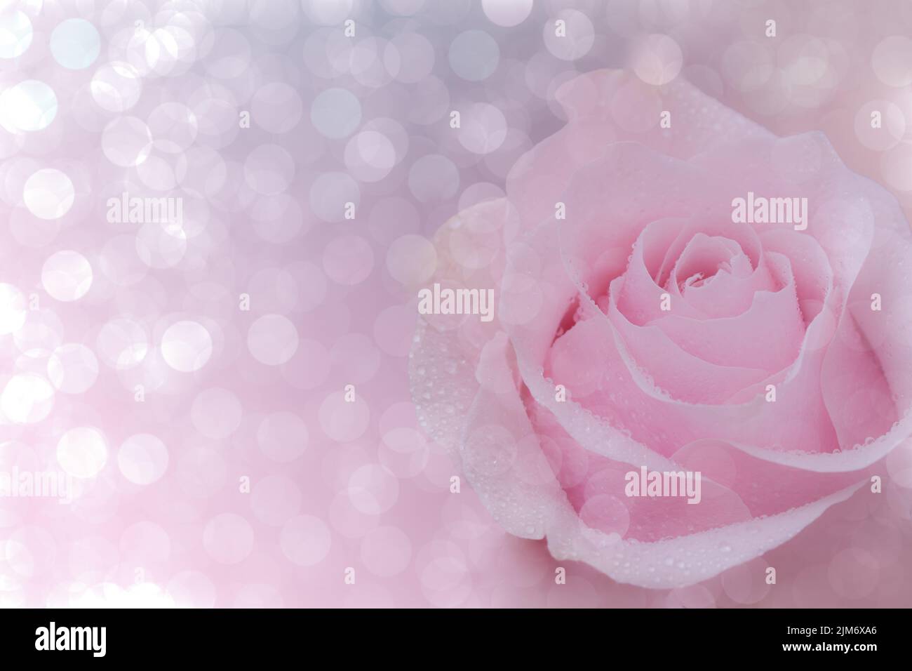 Close up of pink rose on soft bokehe background. soft filter. Stock Photo