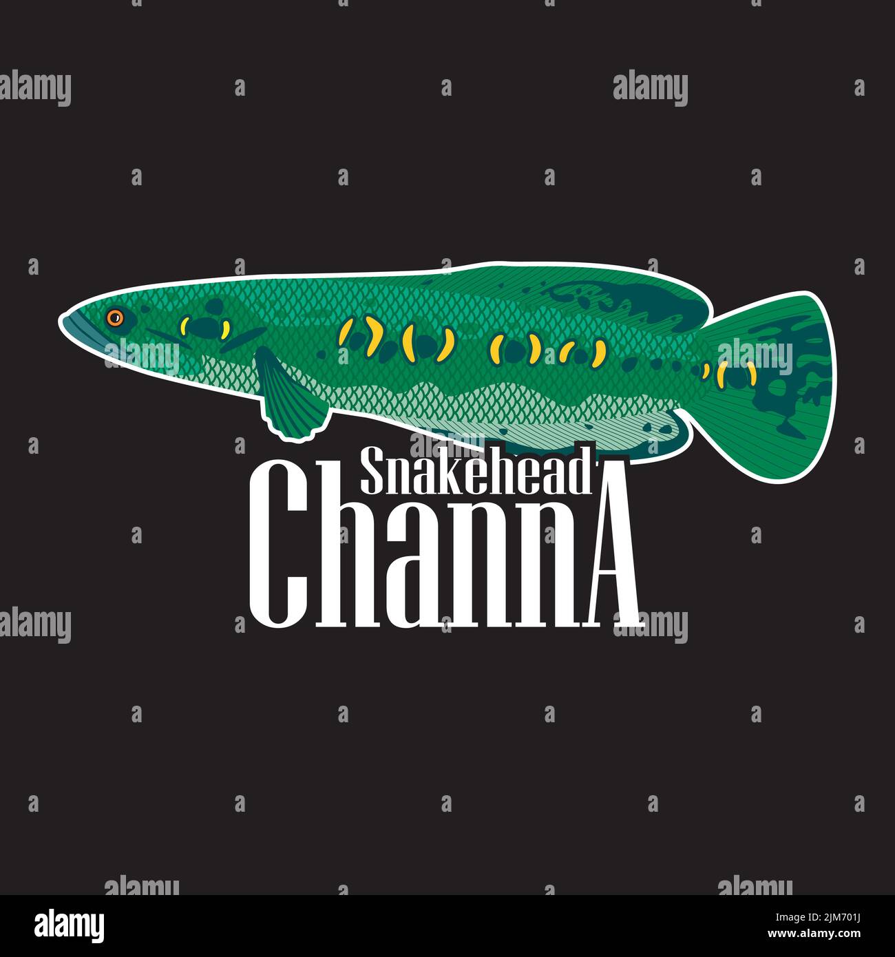 A green channa fish isolated on a black background Stock Vector