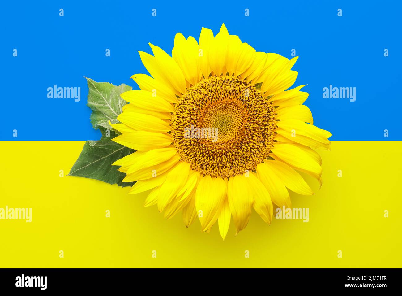 Ukraine sunflower industry hi-res stock photography and images - Alamy