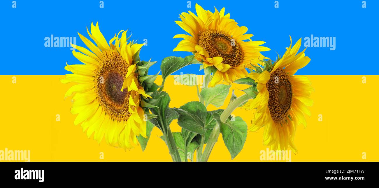 Ukraine flag sunflowers symbol hi-res stock photography and images - Alamy