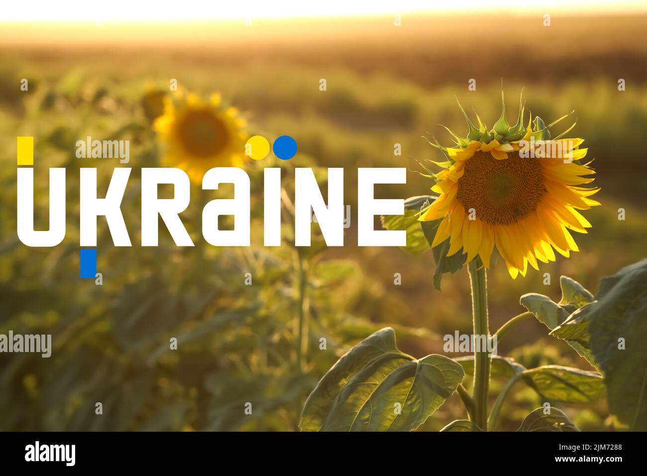 Beautiful blooming sunflower in field and word UKRAINE Stock Photo - Alamy