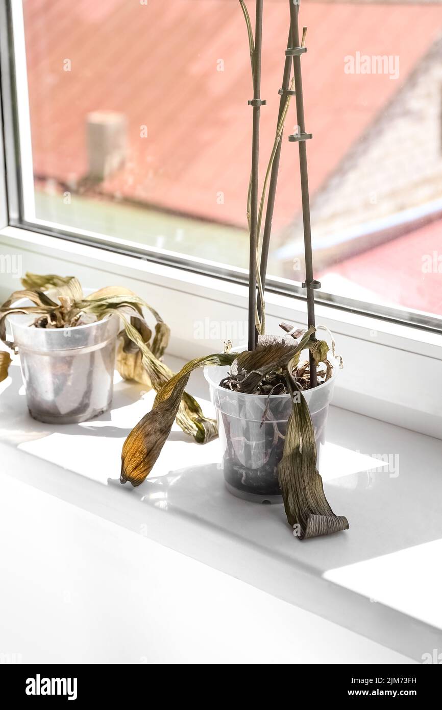Wilted houseplants on windowsill in room Stock Photo Alamy