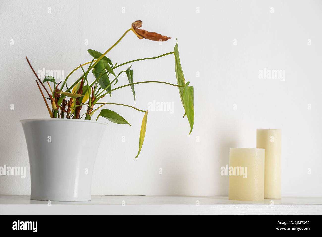Shelf with wilted houseplant and candles on light wall Stock Photo Alamy