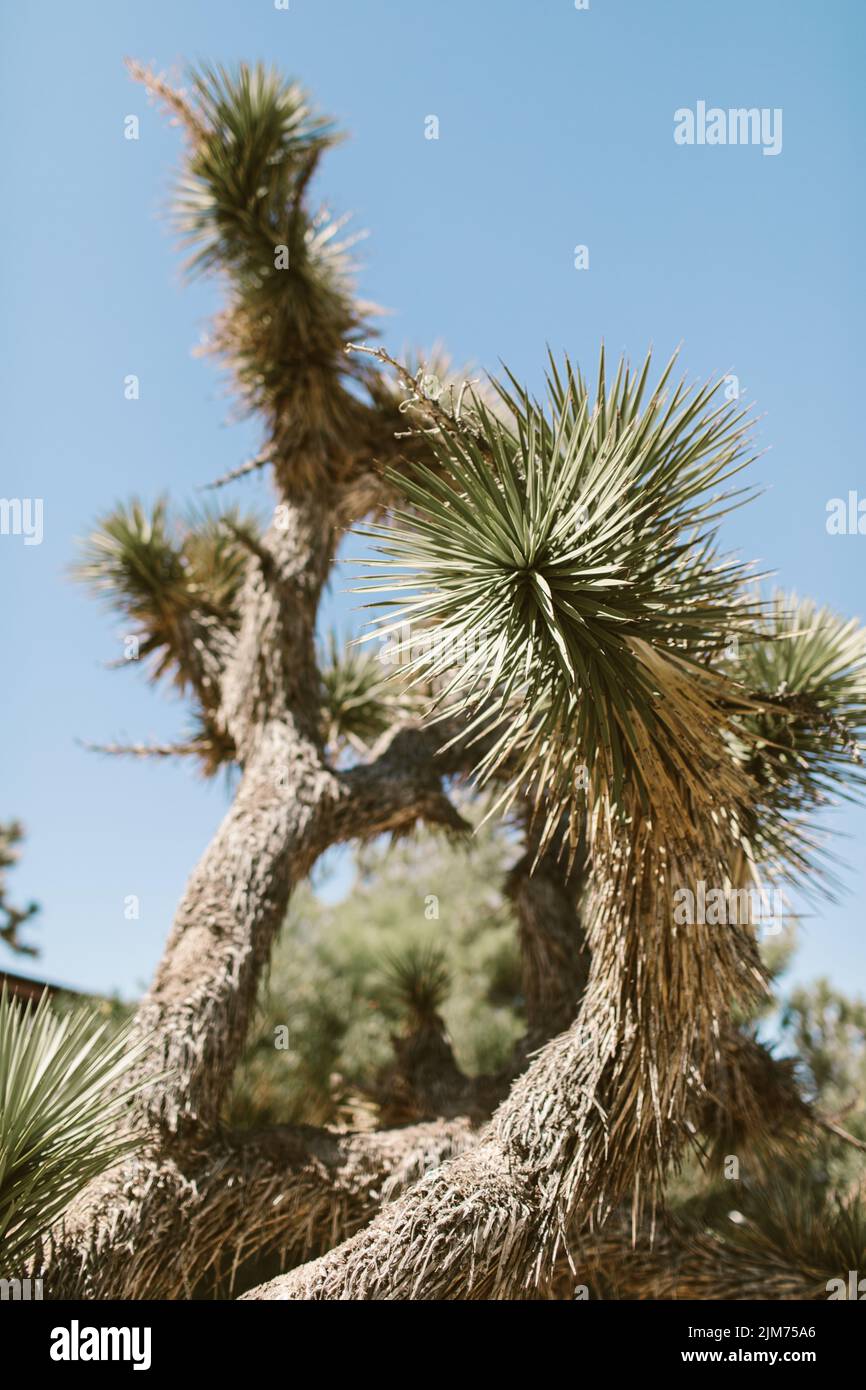 Vertical shot joshua tree hi-res stock photography and images - Alamy