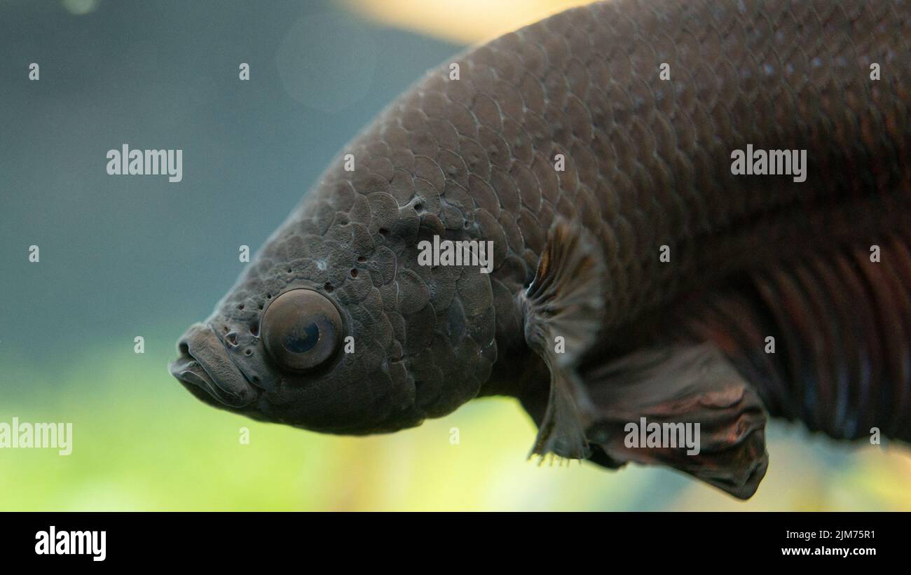 A shallow focus shot of an Anabantoidei fish underwater with blurred background Stock Photo