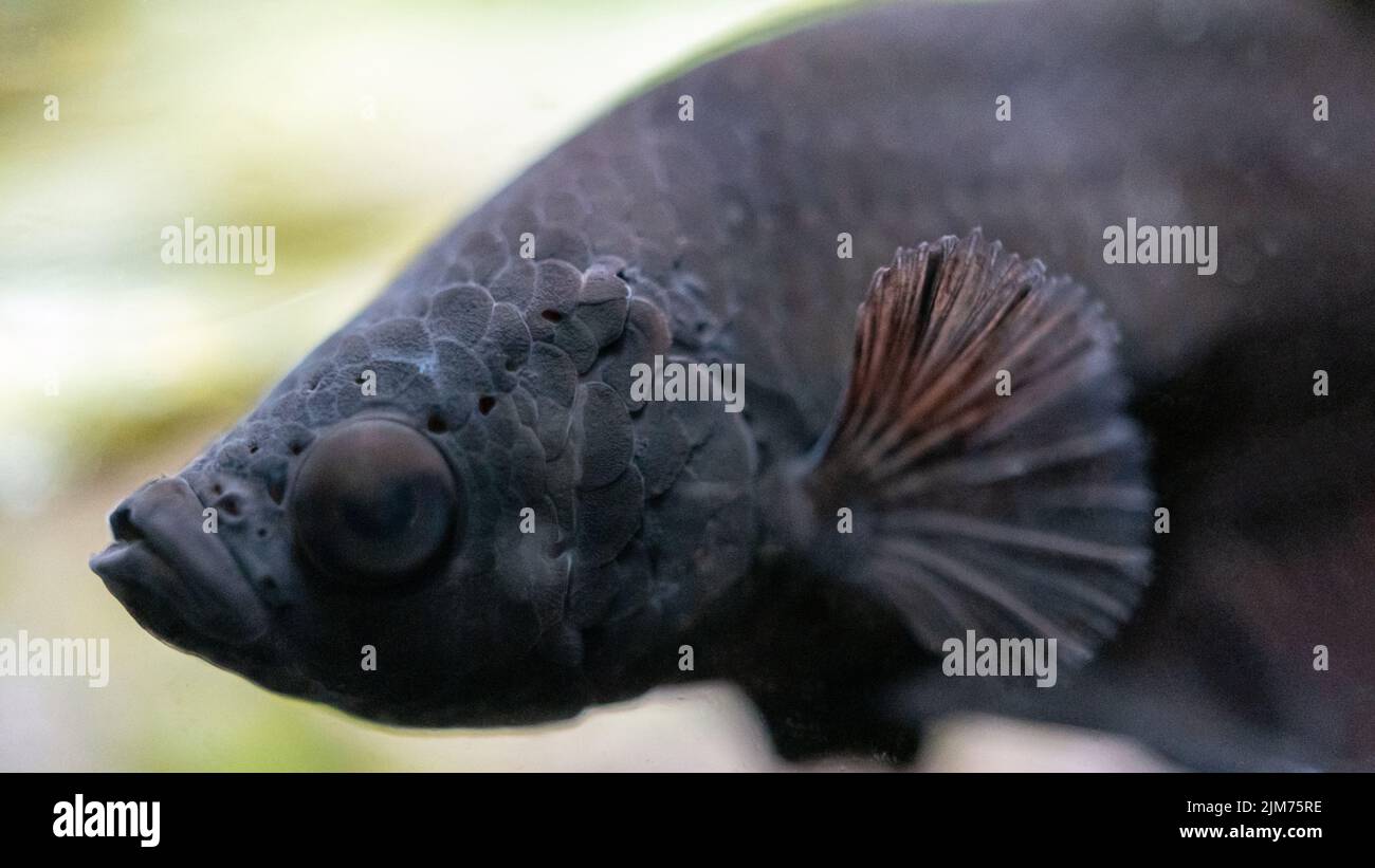 A shallow focus shot of an Anabantoidei fish underwater with blurred background Stock Photo