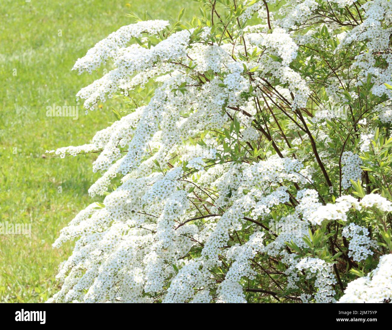 A closeup shot of spiraea and cinereas on the blurry background Stock Photo