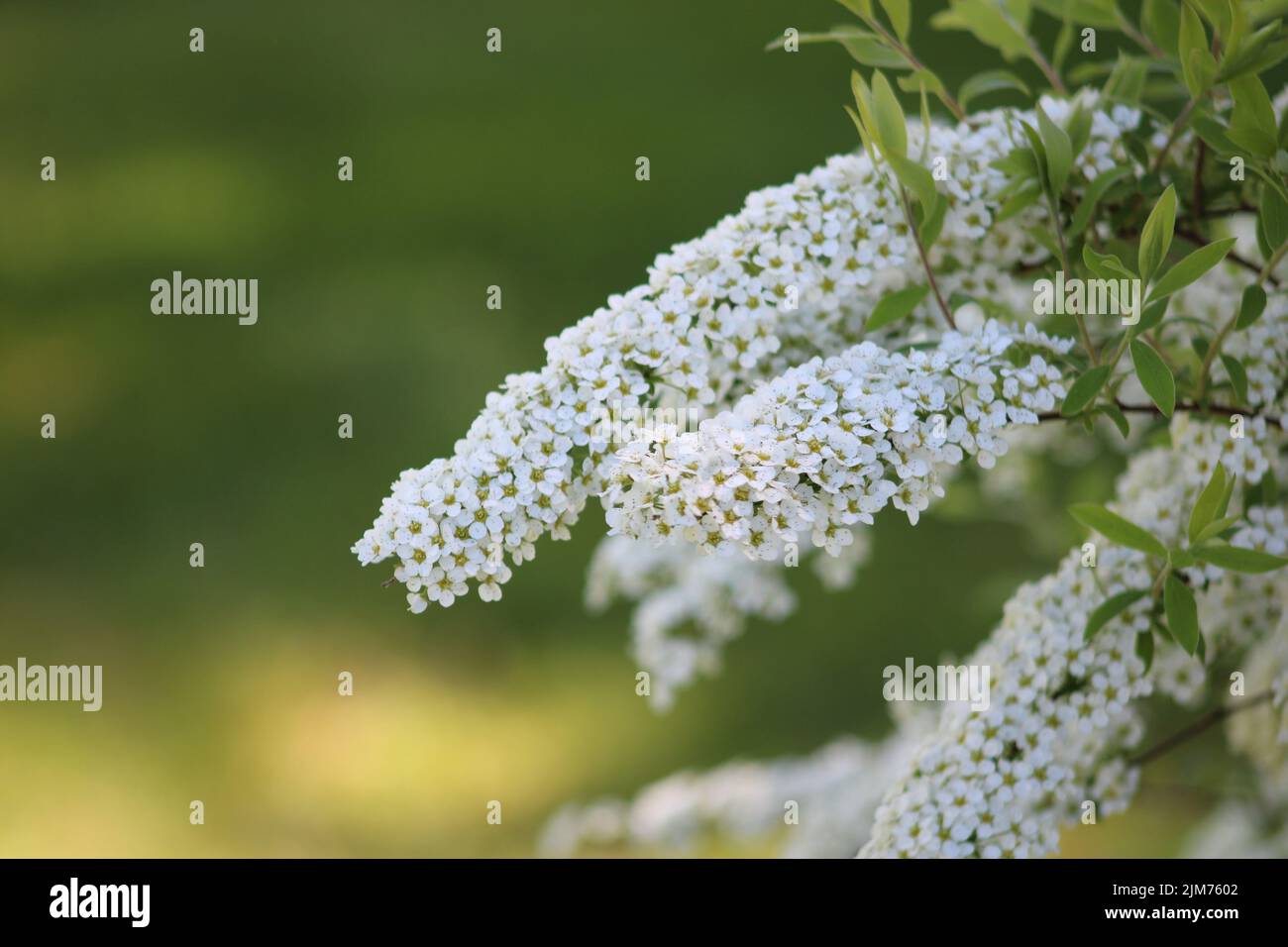 A closeup shot of spiraea and cinereas on the blurry background Stock Photo