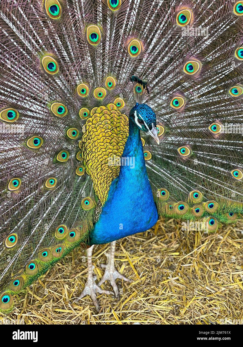 A portrait of a beautiful peacock with an open tail Stock Photo - Alamy