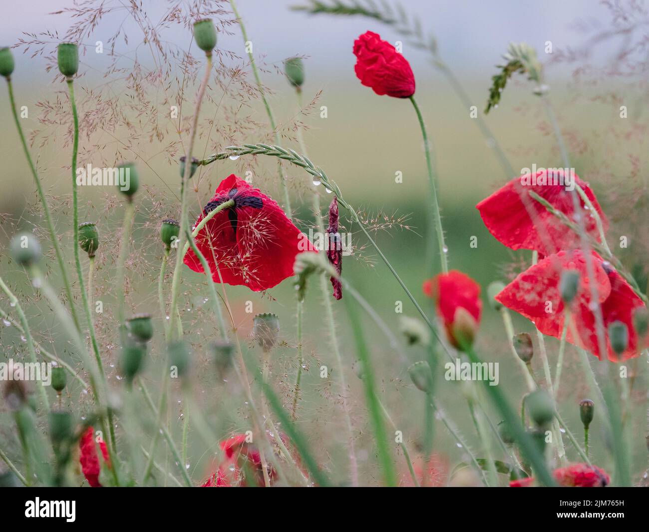 A scenic view of red poppy flowers on a field on a blurred background Stock Photo