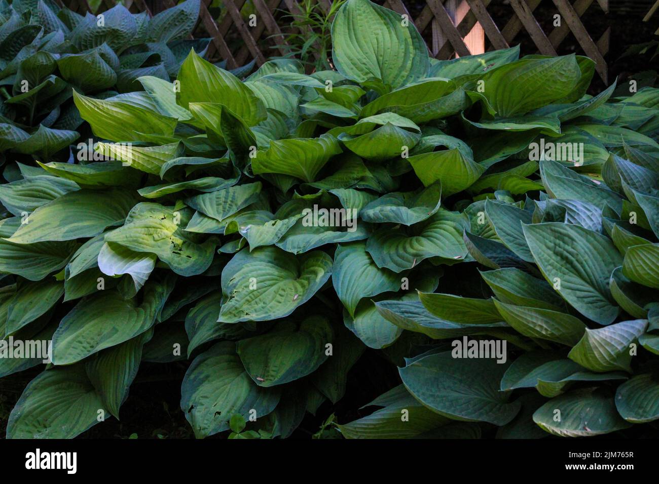 Flowers hostas hi-res stock photography and images - Alamy