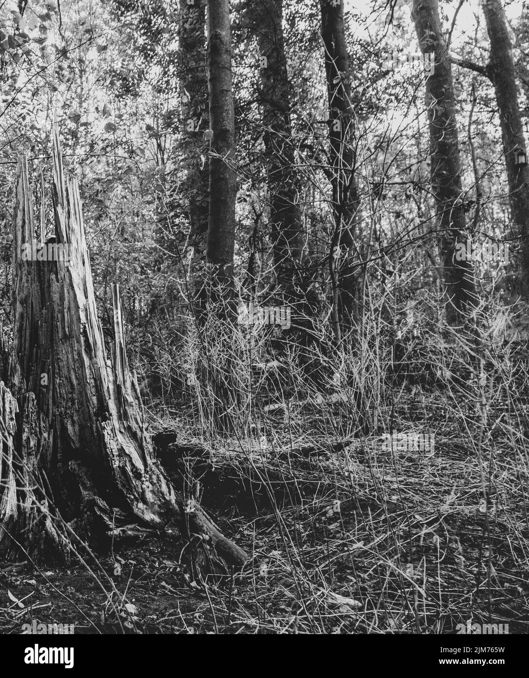Vertical shot forest landscape Black and White Stock Photos & Images ...