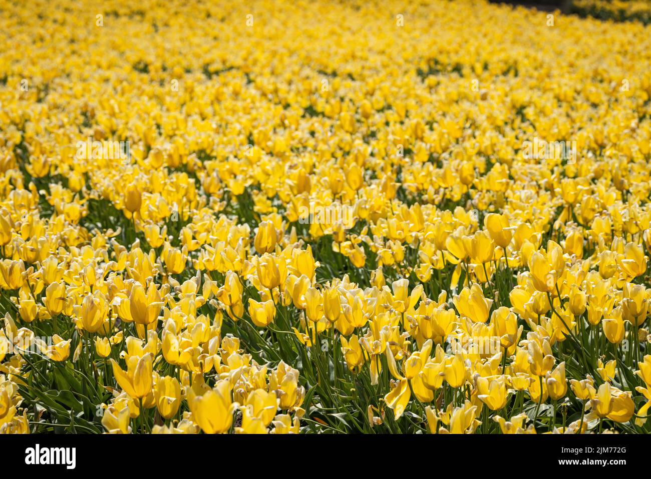 A close up of long rows of yellow tulip flowers in an open field farm ...