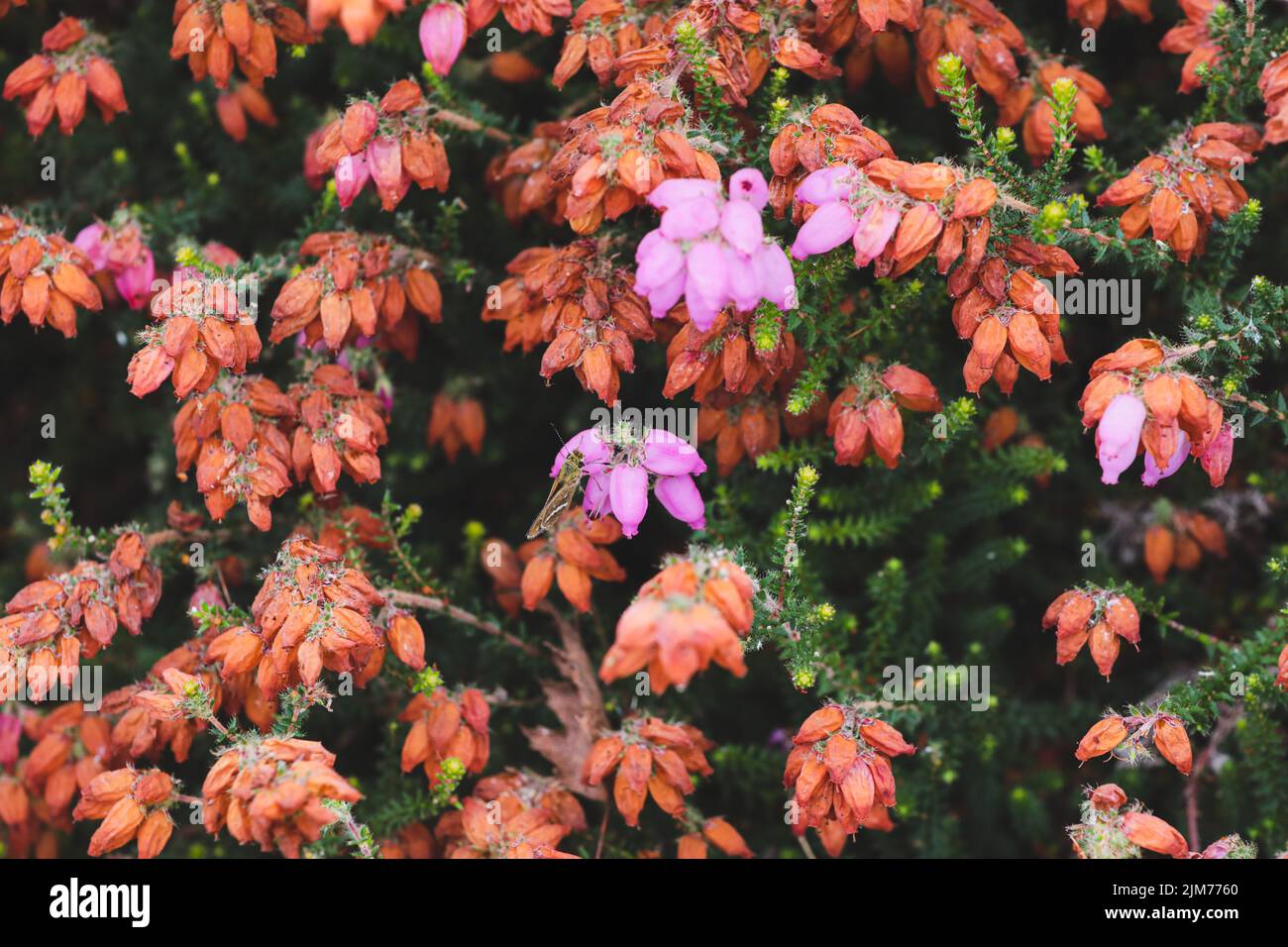 A closeup of red and purple Erica ciliaris plant flowers Stock Photo