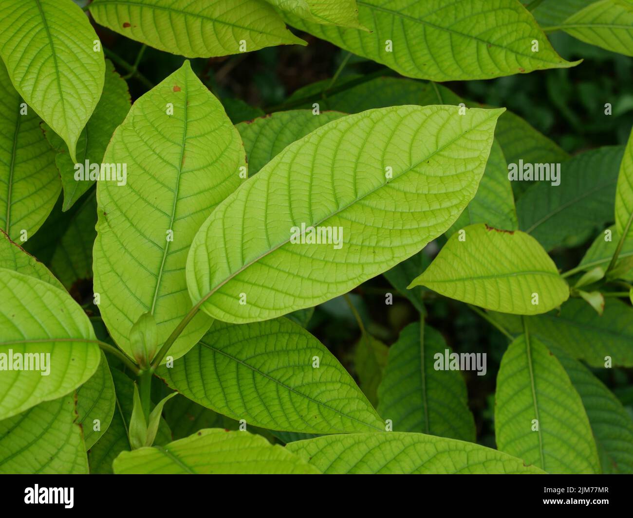 Green leaf background of Kratom or Mitragyna speciosa tree, Medicinal plant leaves Stock Photo