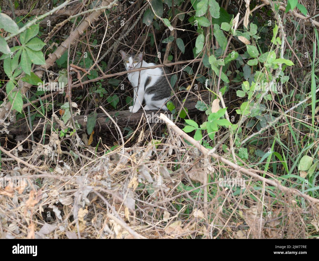 Gray tabby cat sitting in the bush in forest, Cute kitten in Thailand Stock Photo