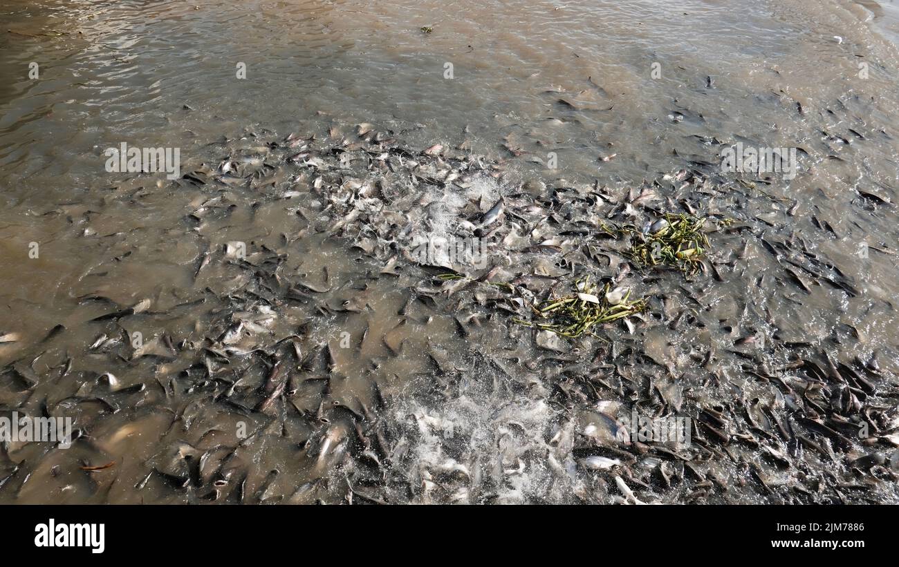 Fish Frolicking in the filthy Chao Phraya River Bangkok Thailand Stock Photo