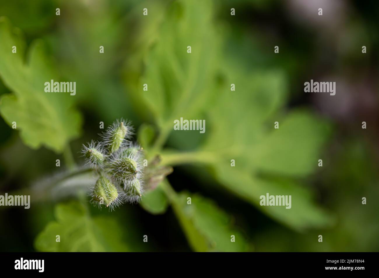 Chelidonium majus flower in meadow Stock Photo