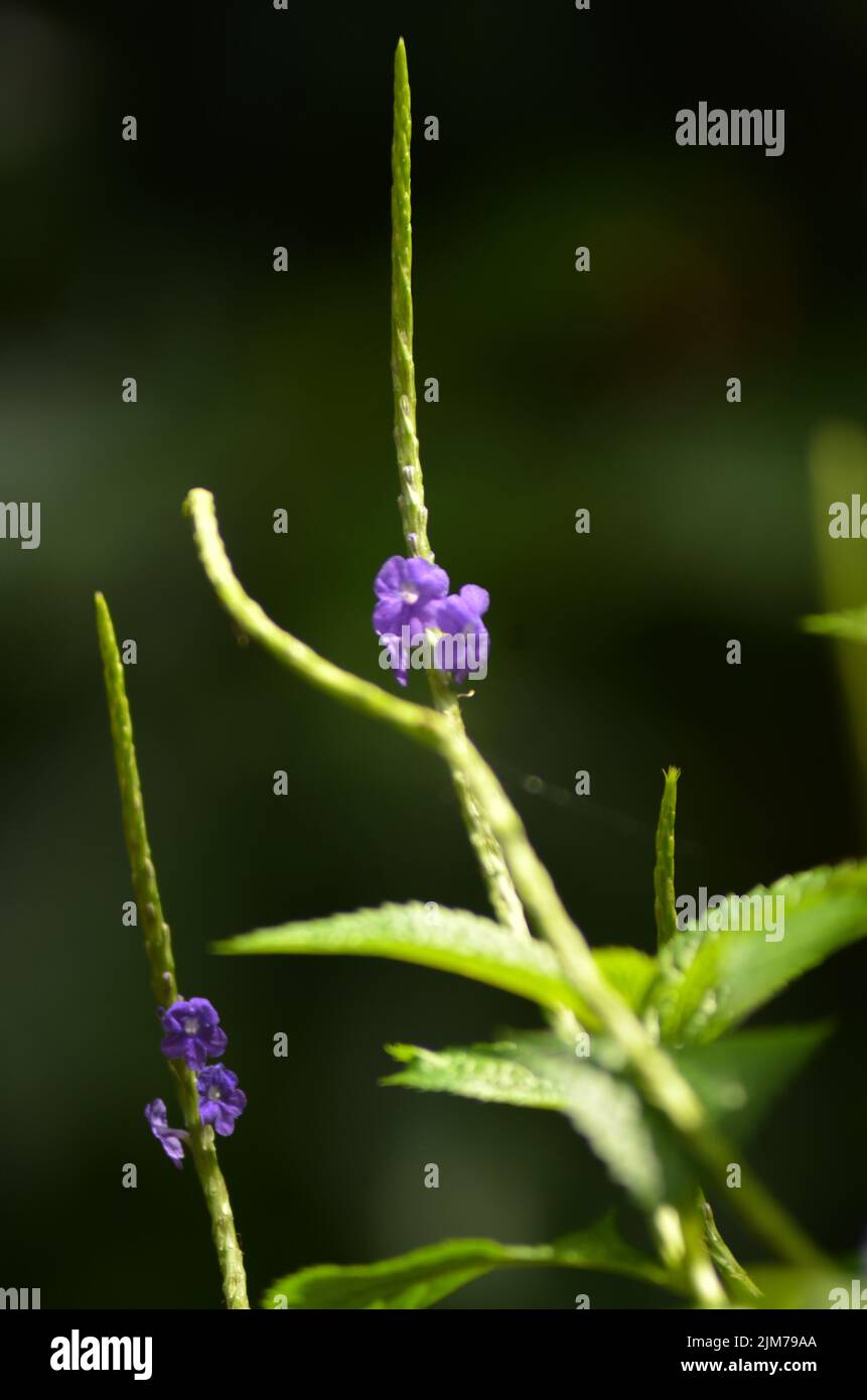 A selective focus shot of stachytarpheta jamaicensis plant Stock Photo