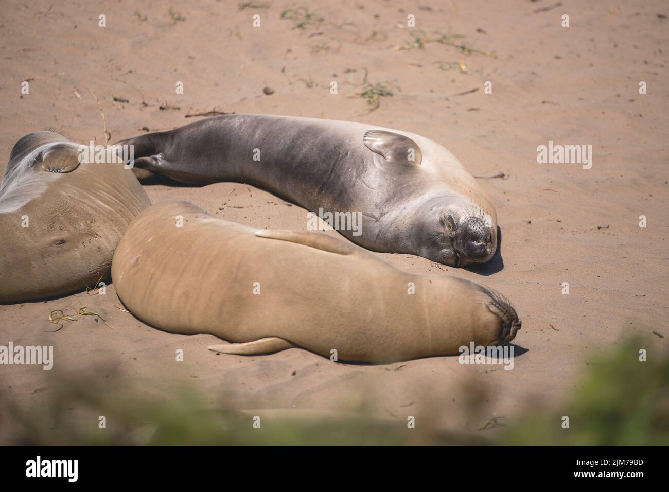 A beautiful view of seals laying on a sandy beach Stock Photo - Alamy