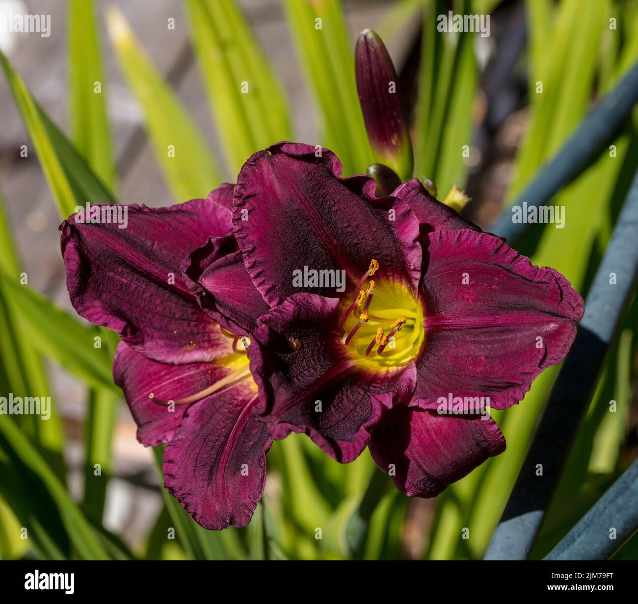 'Little Grapette' Daylily, Daglilja (Hemerocallis) Stock Photo