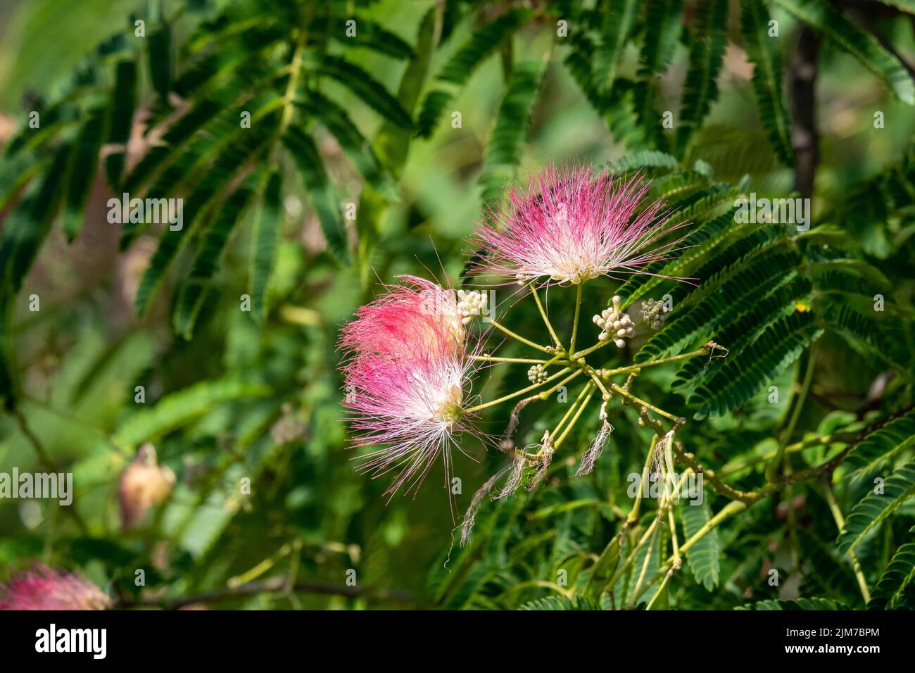 Detail of the precious flowers of the silk tree or acacia of Constantinople, albizia julibrissin. Stock Photo