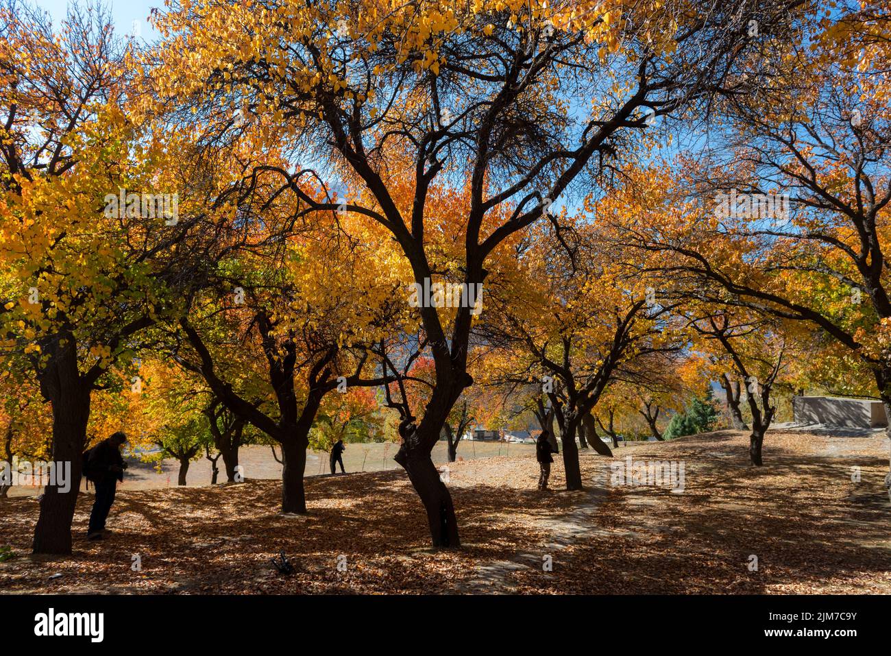 autumn landscape with colorful trees and snow mountains in background ...
