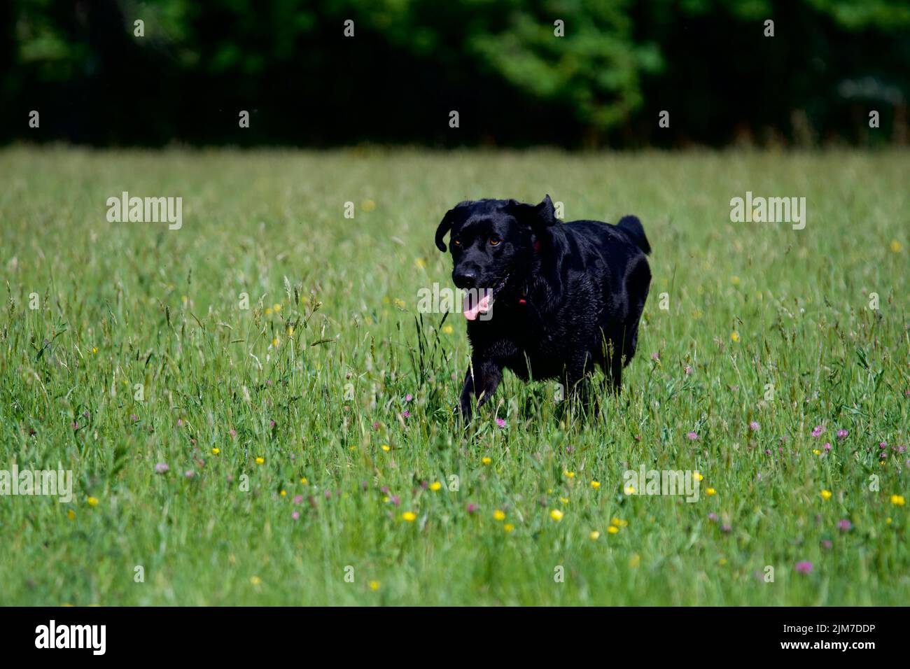 Happy black labrador dog running in the middle of a field of buttercup