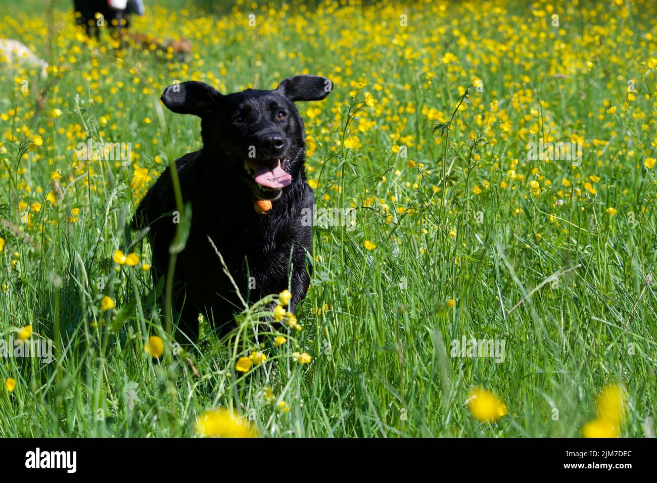 Happy black labrador dog running in the middle of a field of buttercup
