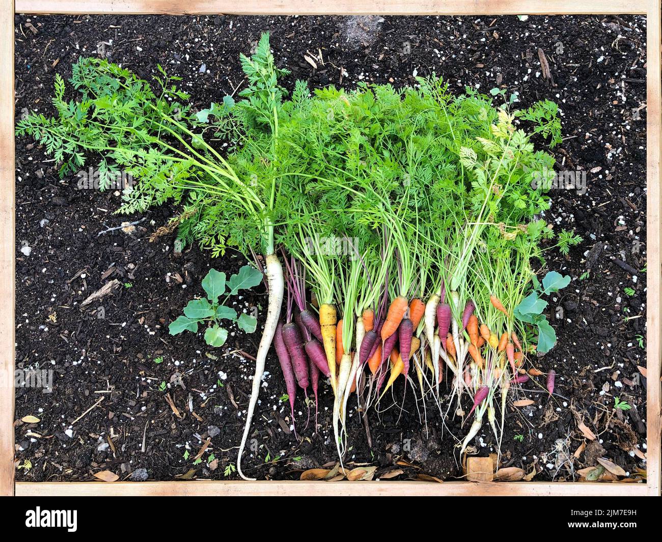 Colorful organic carrots in garden bed Stock Photo Alamy