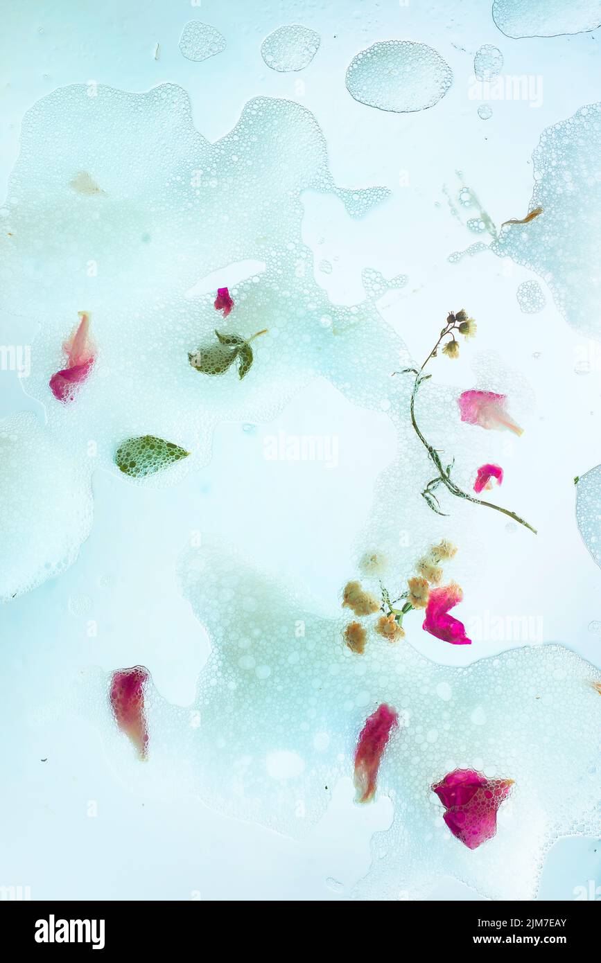 Soap foam, petals, flowers and leaves, gentle header, purity and lightness Stock Photo