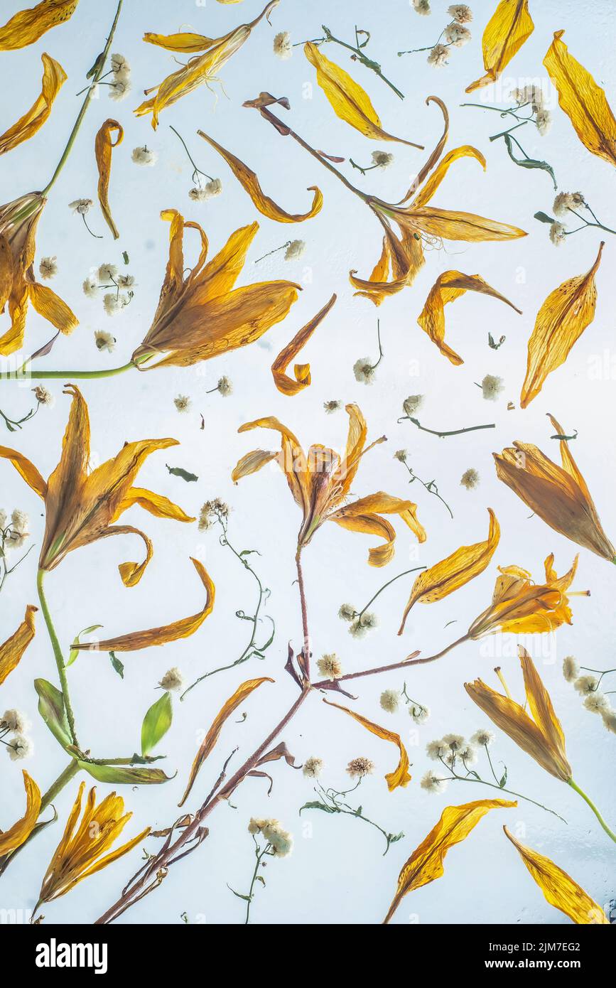 Lily pattern, yellow flowers in backdrop, floral decor, header, wallpaper Stock Photo