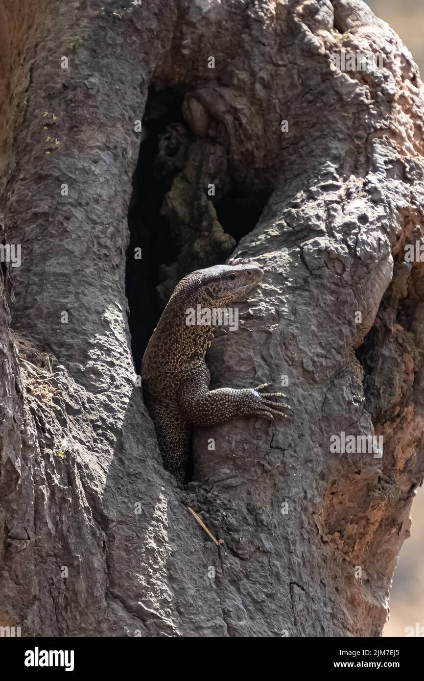 Bengal monitor, Varanus bengalensis, lizard hidden in a hole on a tree in India Stock Photo Alamy