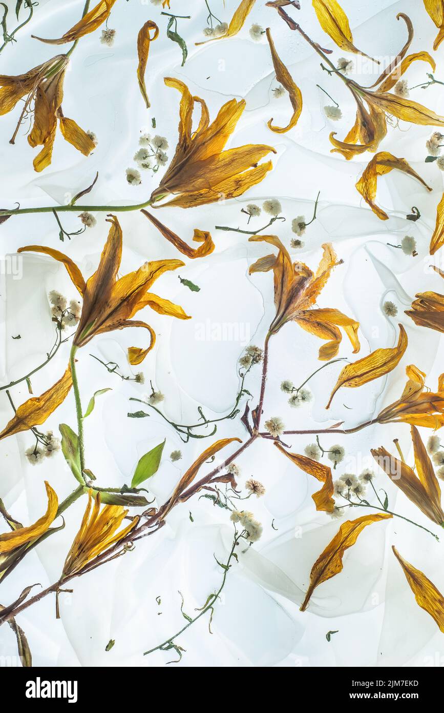 Lily pattern, yellow flowers in backdrop, floral decor, header, wallpaper Stock Photo