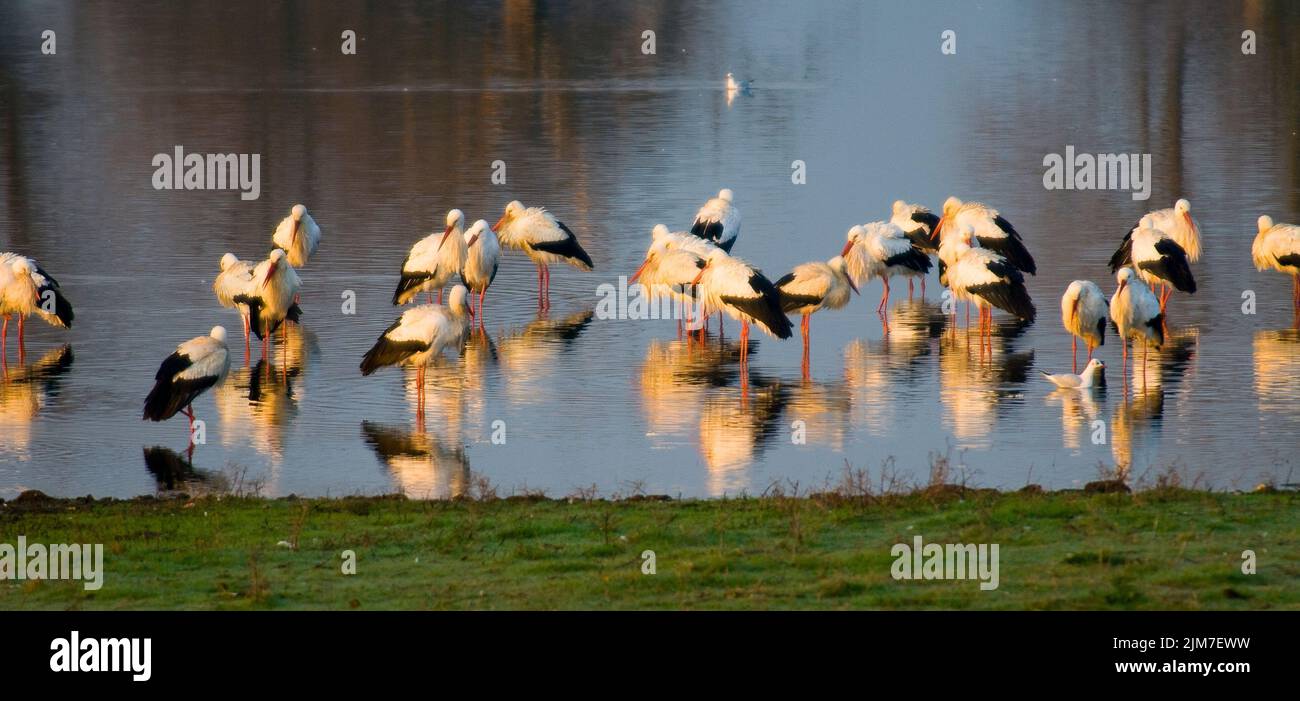 A beautiful shot of white storks wading in a pond Stock Photo
