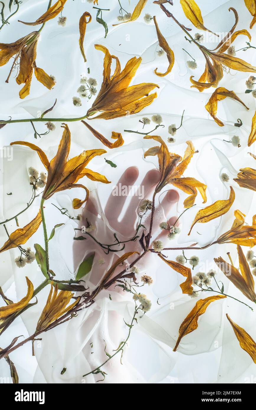 Lily petals, hand behind delicate chiffon drapery, gentle touch concept Stock Photo