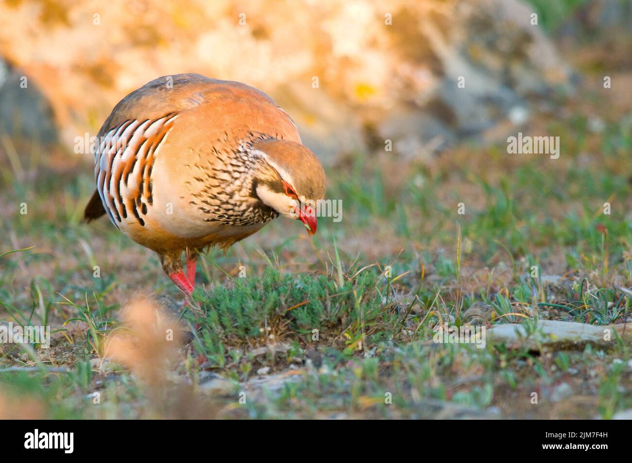 Partridge Namibia A partridge in a grassland Stock Photo - Alamy