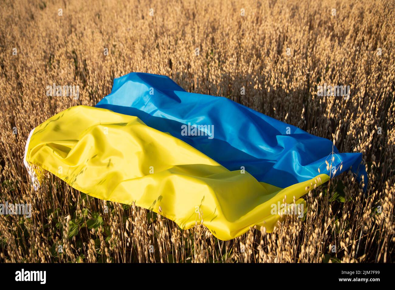 Flag of Ukraine on agricultural field. High grain price, wheat shortage and food crisis concept. Stock Photo